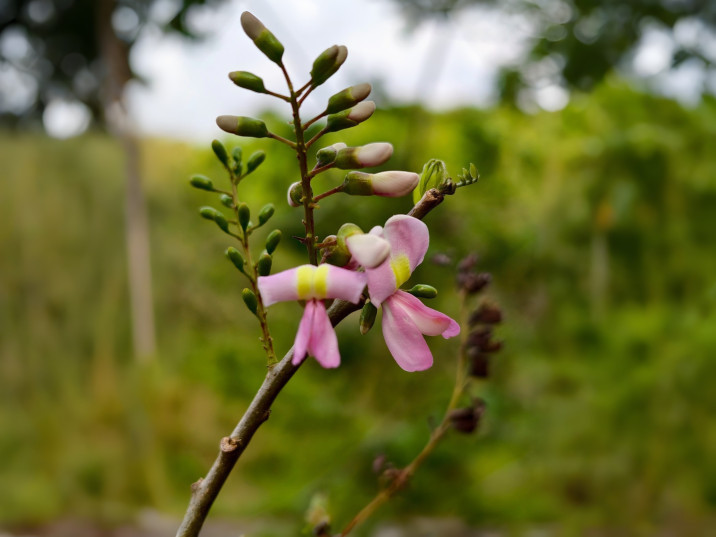 Gliricidia sepium