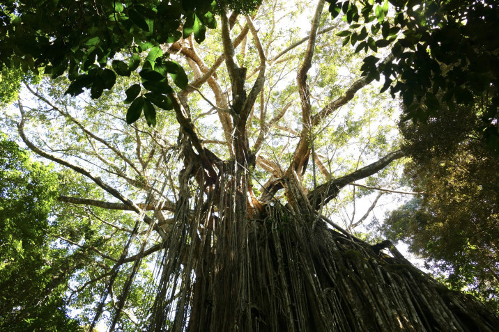 Ficus virens