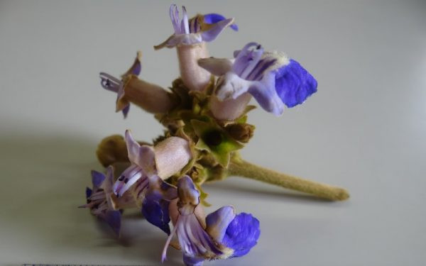 Vitex polygama