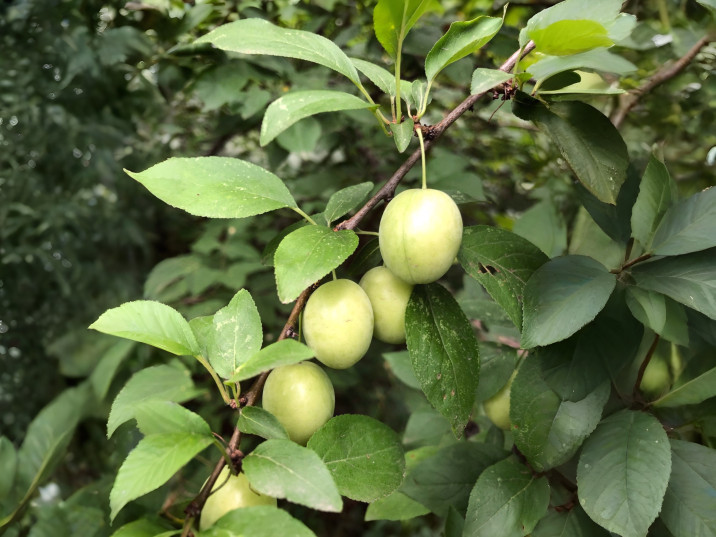 Prunus domestica