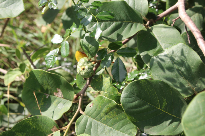 Annona senegalensis