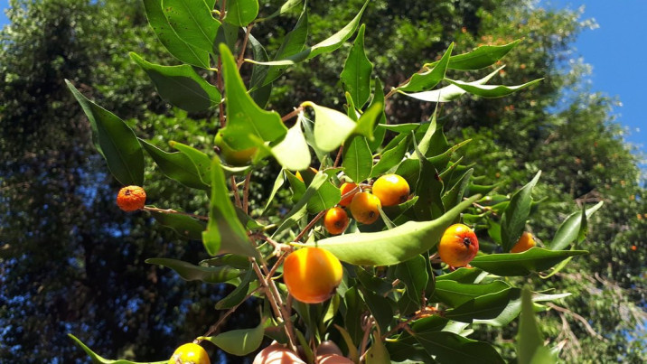 Eugenia rostrifolia