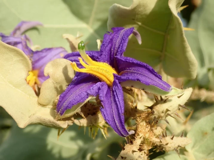 Solanum lycocarpum