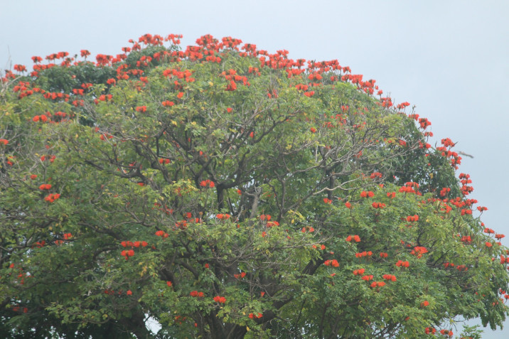 Spathodea campanulata