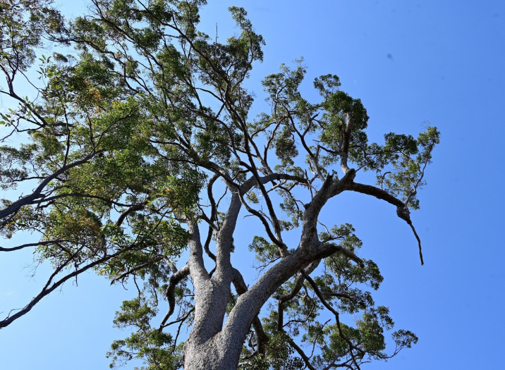 Eucalyptus intermedia