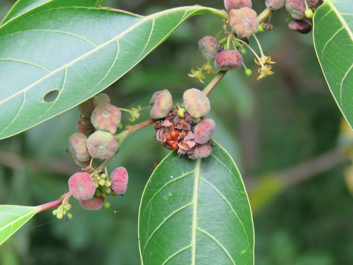 Glochidion sumatranum