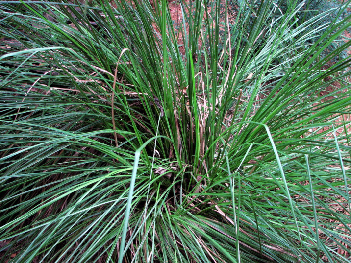 Chrysopogon zizanioides