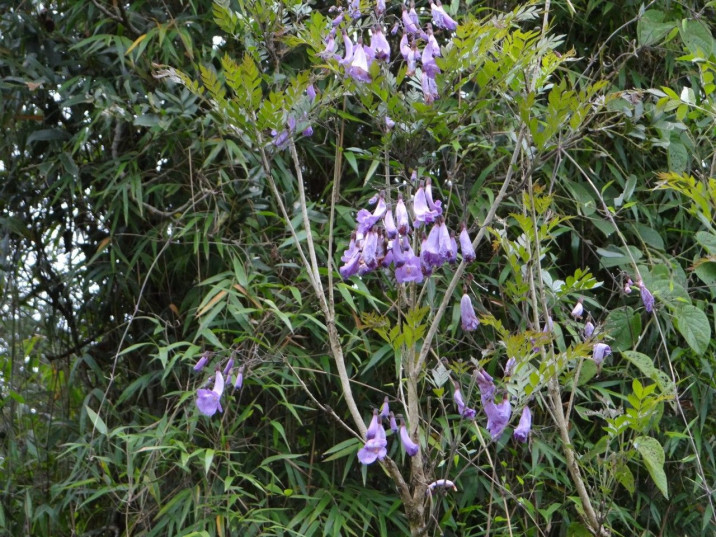 Jacaranda puberula