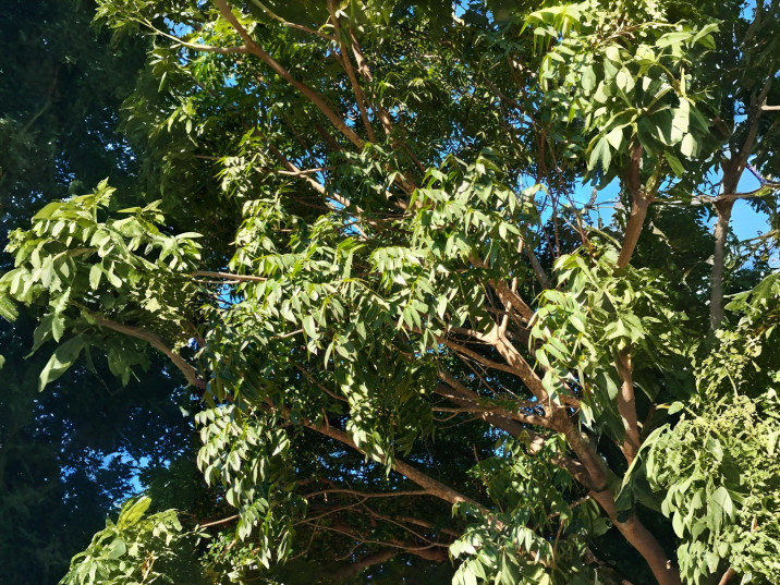 Cedrela odorata