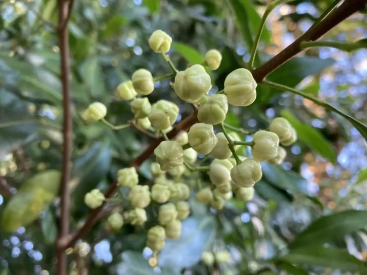 Acronychia oblongifolia
