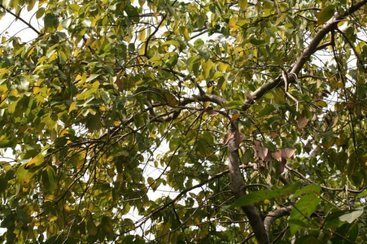 Cinnamomum verum