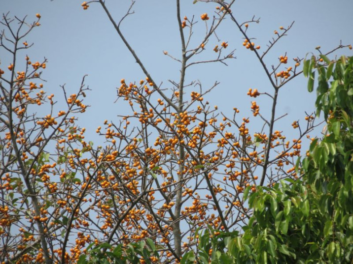 Ficus drupacea