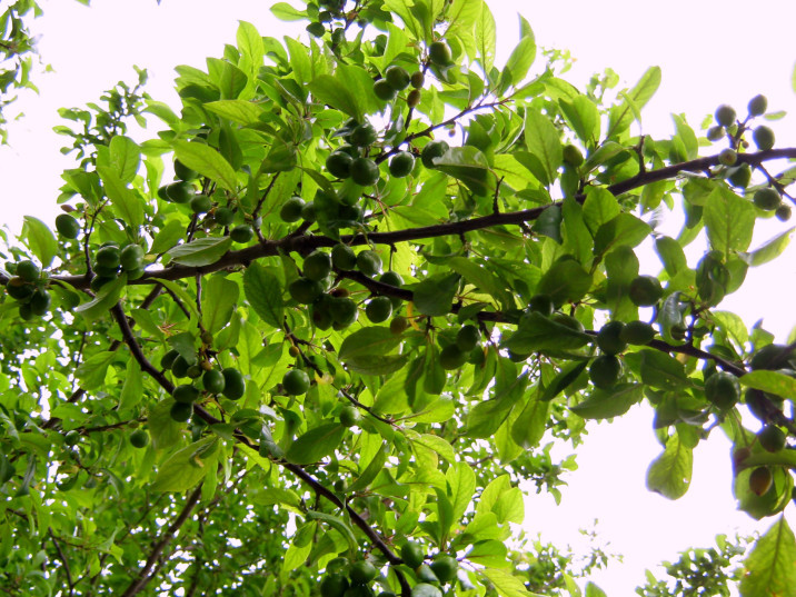 Prunus salicina