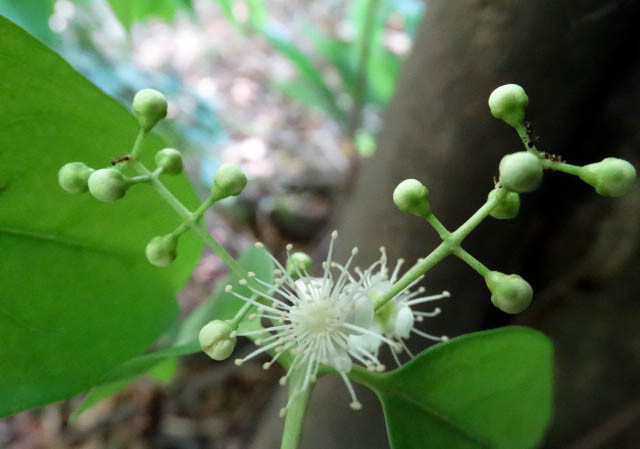 Eugenia florida