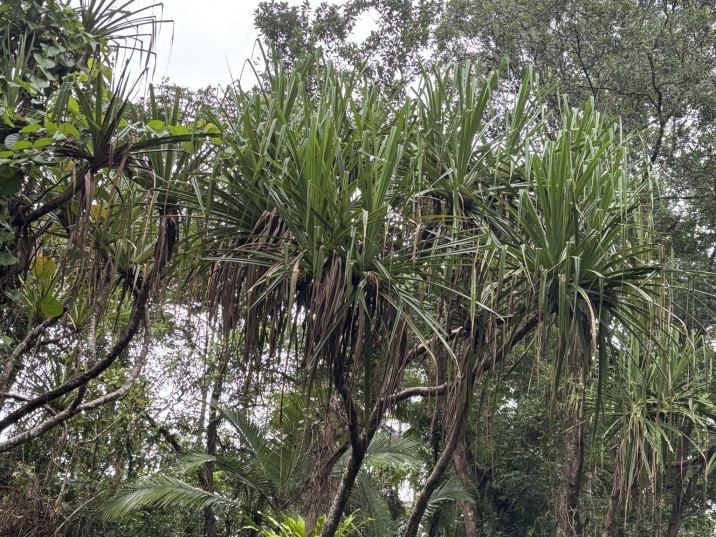 Pandanus solms laubachii