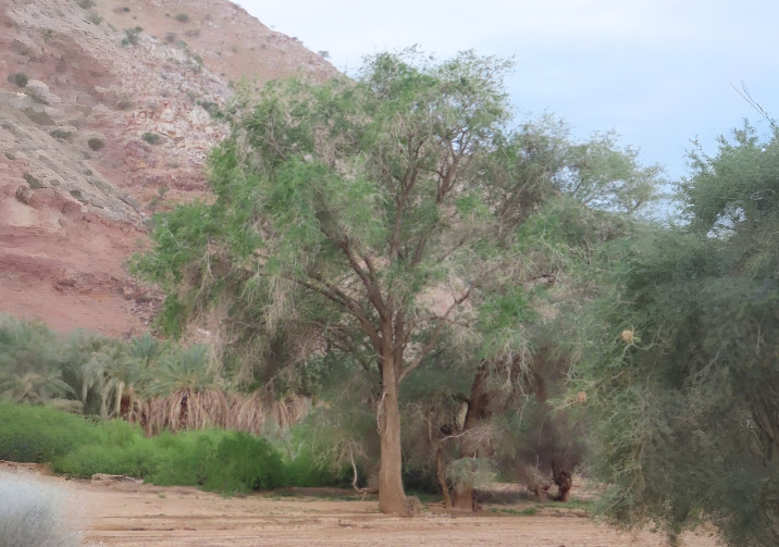 Faidherbia albida