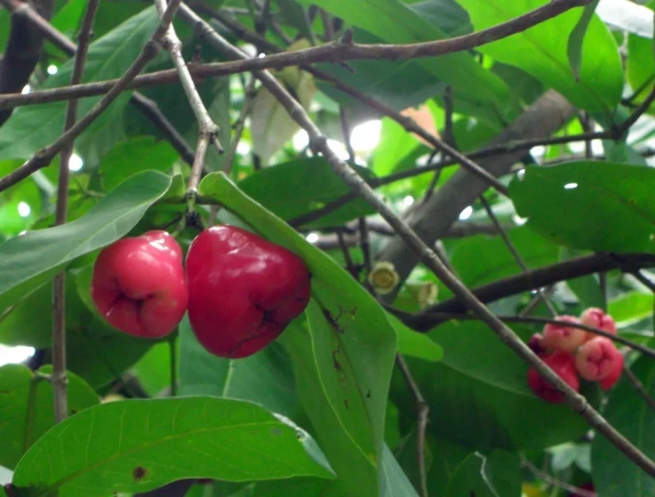 Syzygium aqueum
