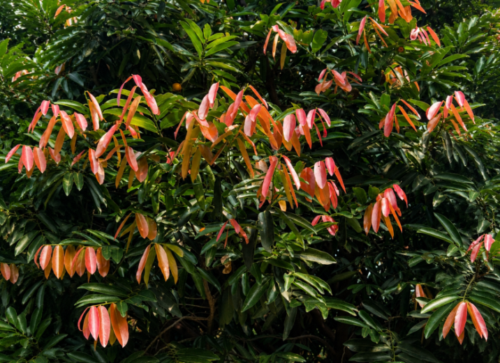 Diospyros malabarica