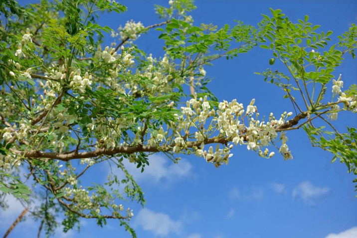 Moringa oleifera