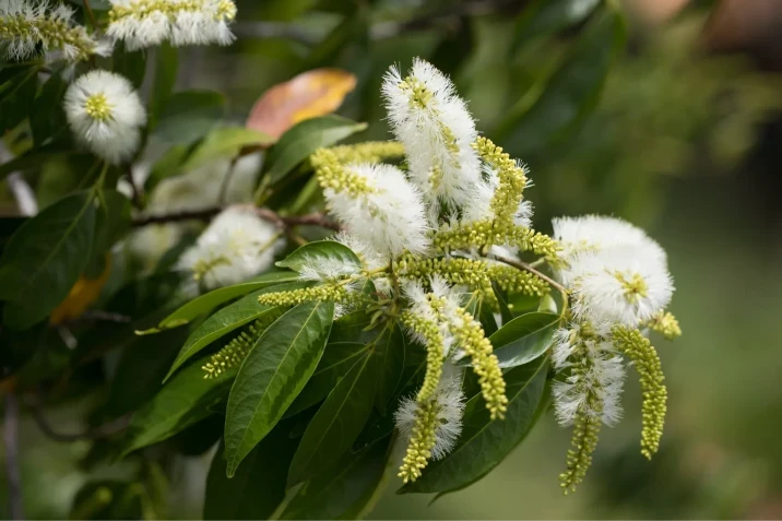 Inga marginata