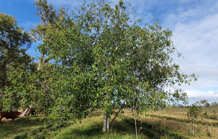Ficus opposita