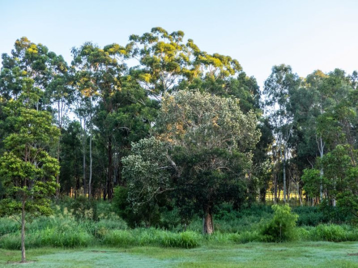 Melaleuca quinquenervia