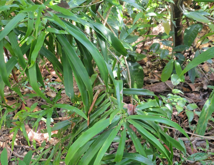 Podocarpus grayae