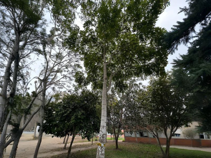 Olea welwitschii