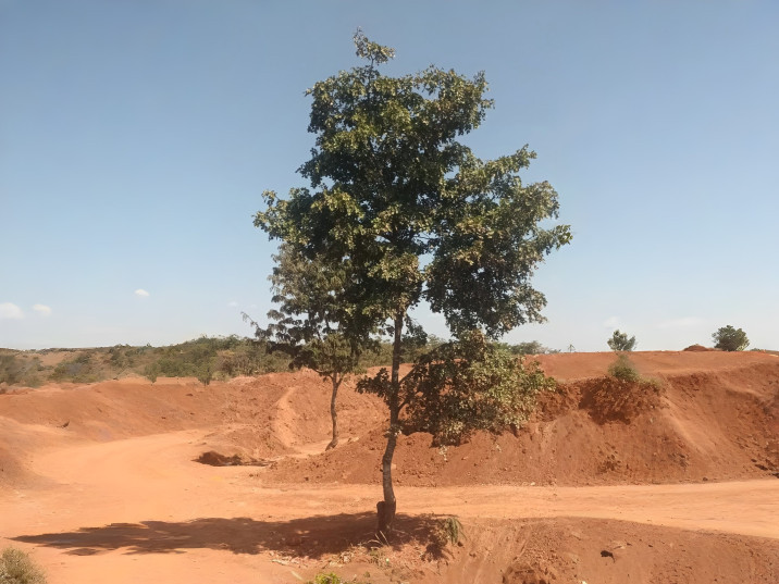 Brachystegia spiciformis