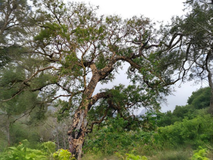 Acacia leucophloea
