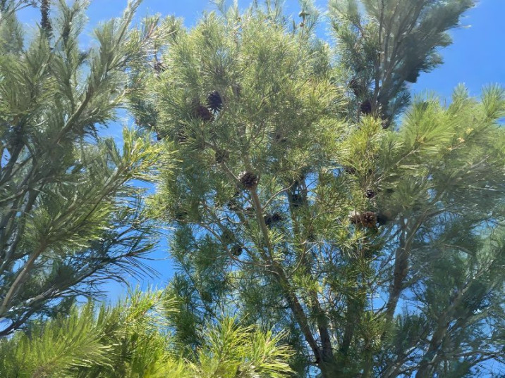 Pinus halepensis