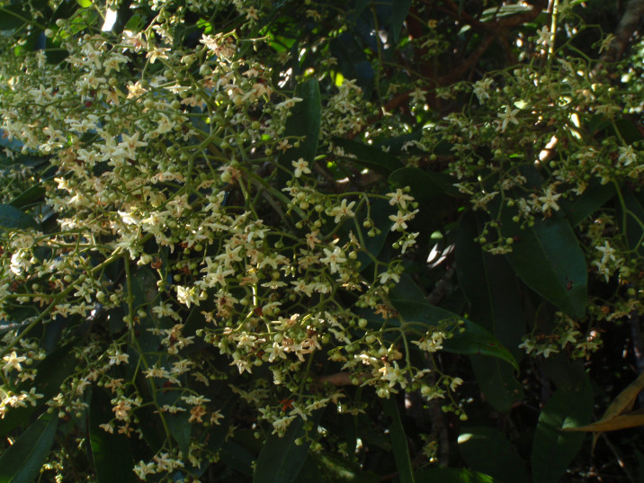 Flindersia bourjotiana