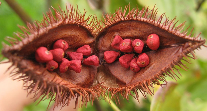 Bixa urucurana
