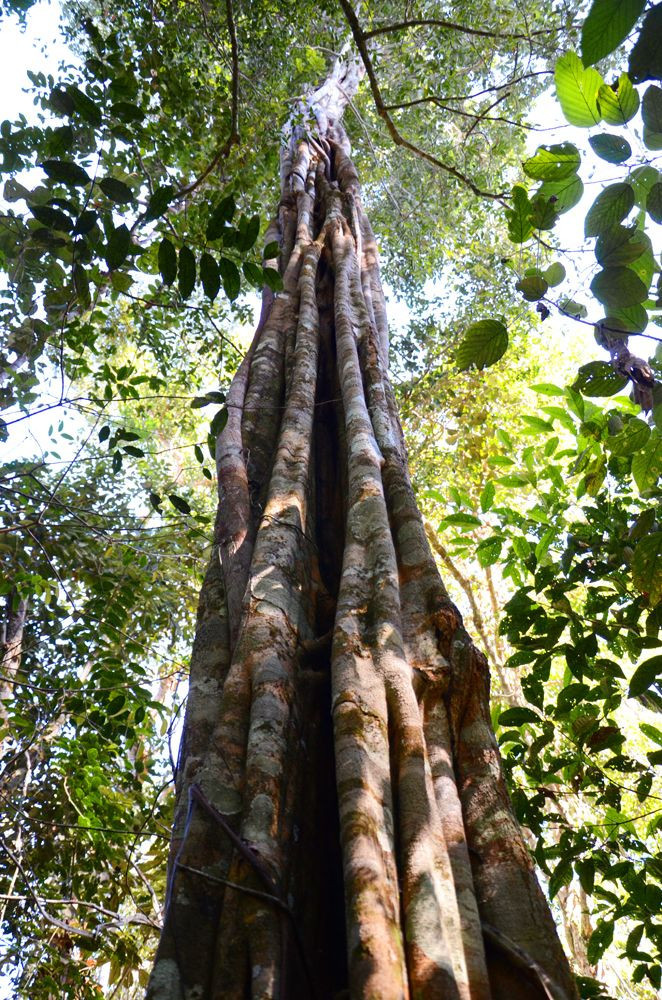 Virola carinata