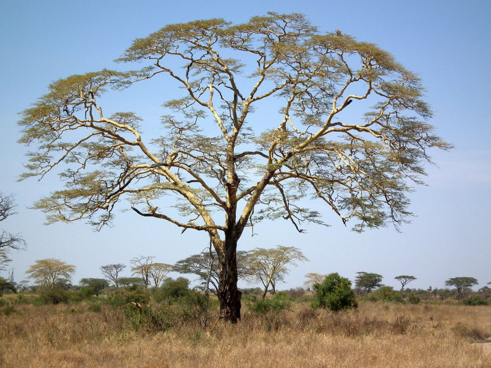Acacia xanthophloea