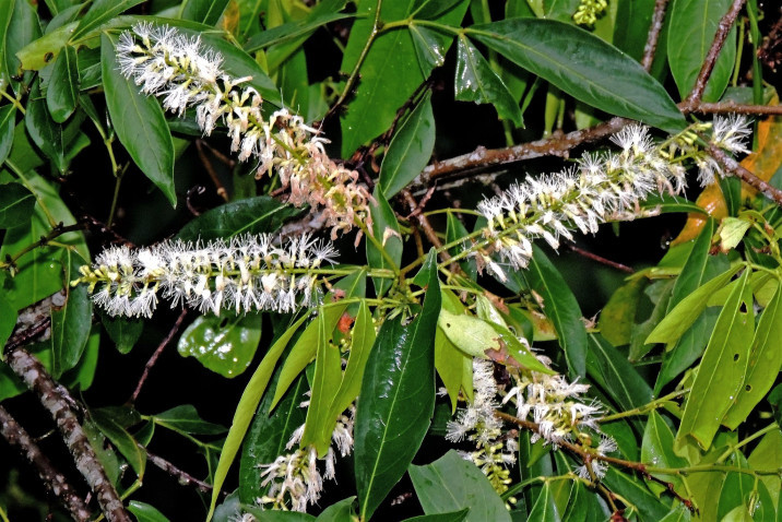 Inga marginata