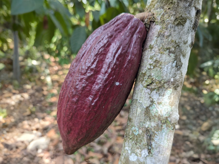 Theobroma cacao