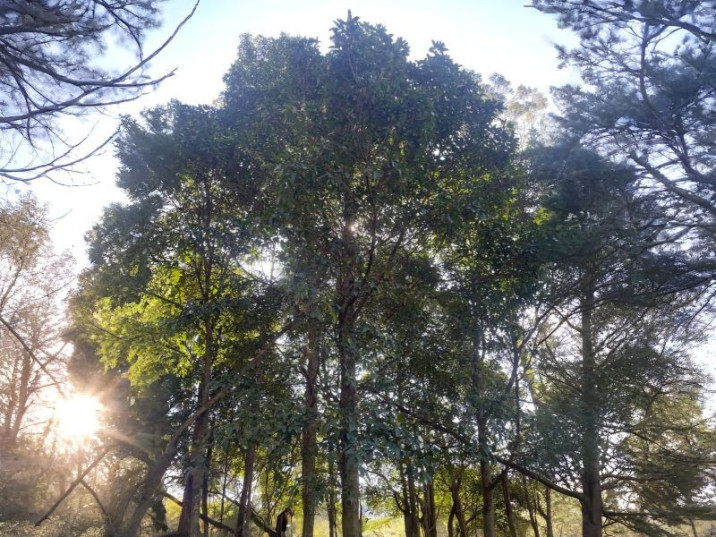 Flindersia australis