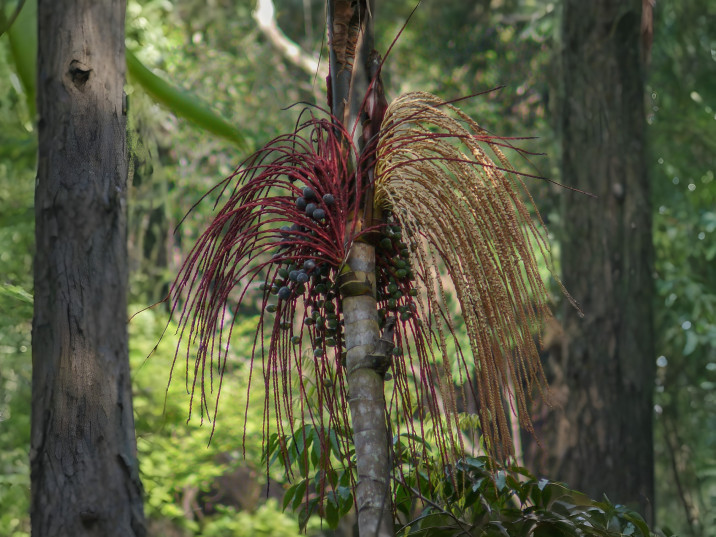 Oenocarpus bacaba