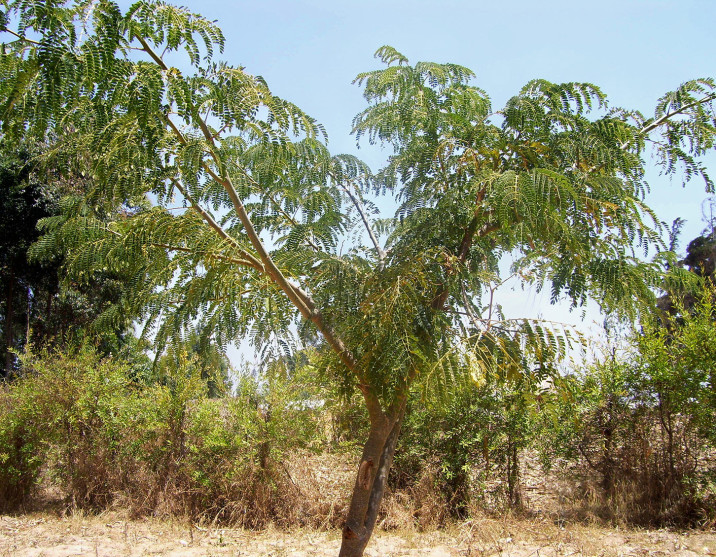 Albizia schimperiana
