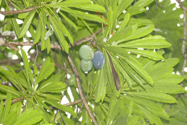 Cerbera floribunda