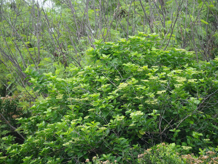 Premna serratifolia