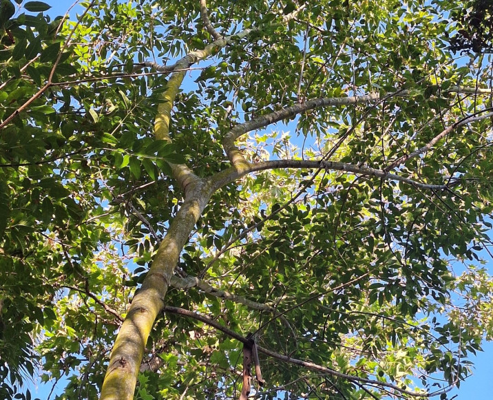 Fraxinus uhdei