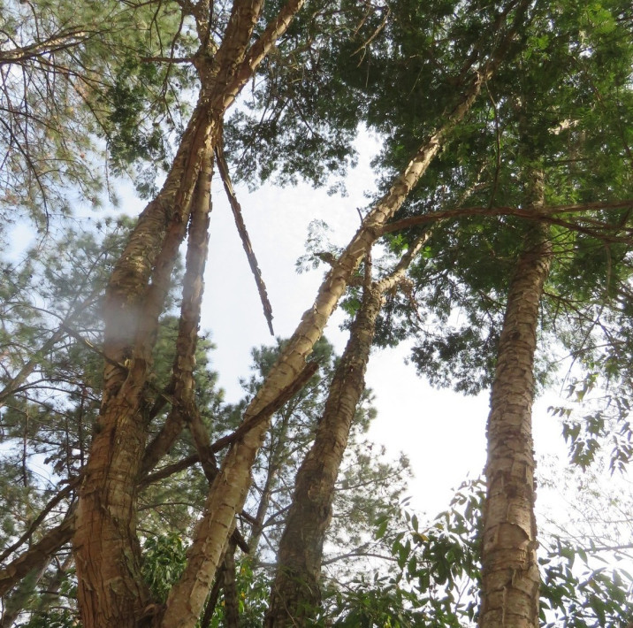 Piptadenia gonoacantha
