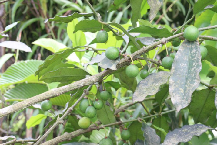 Garcinia gardneriana