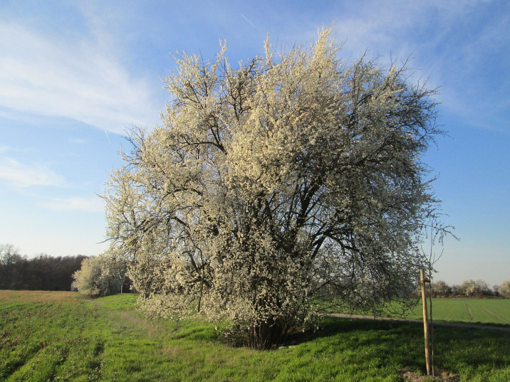 Prunus cerasifera
