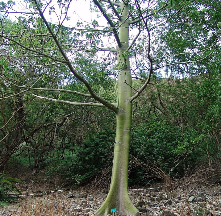 Bombax rhodognophalon