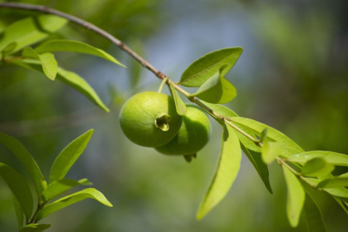 Campomanesia neriiflora