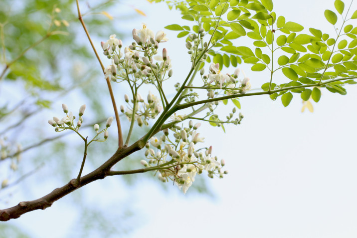 Moringa oleifera