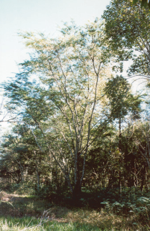 Dalbergia nigra